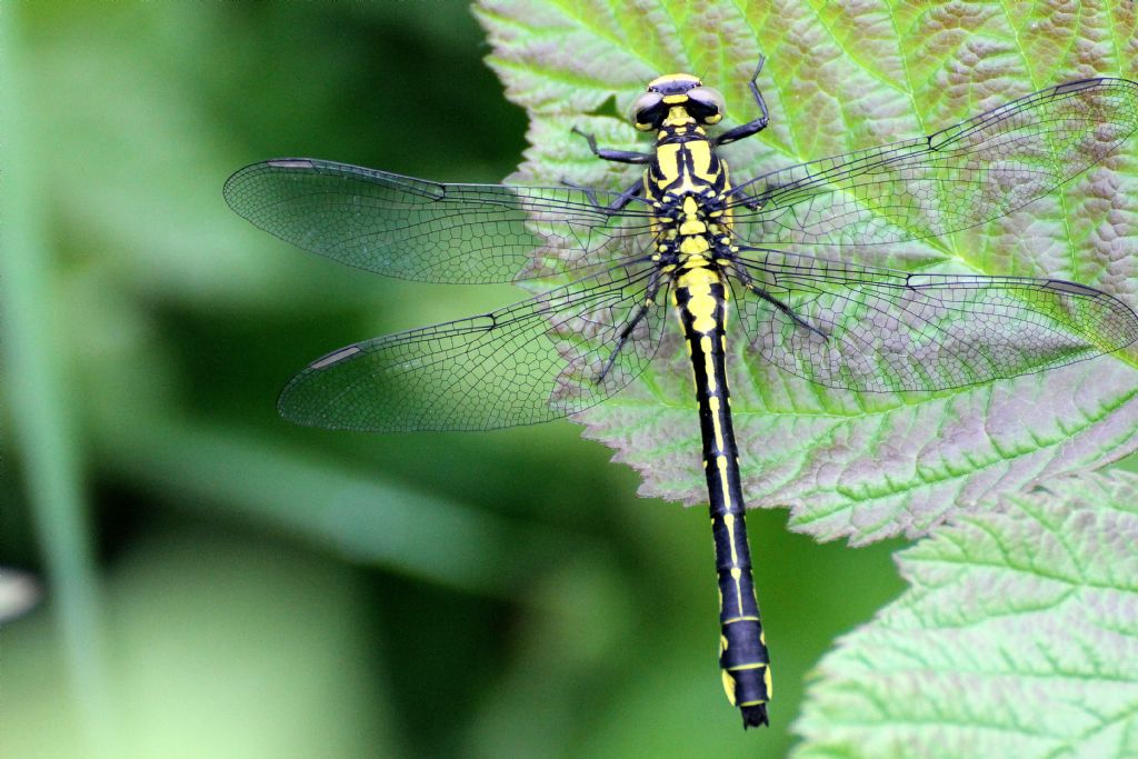 Gomphus vulgatissimus. Femmina giovane